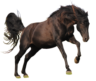 Black Spanish PRE (Andalusian) Stallion